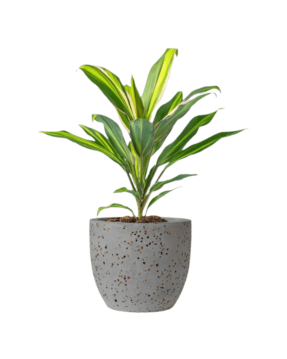 Cordyline Kiwi - Image 9
