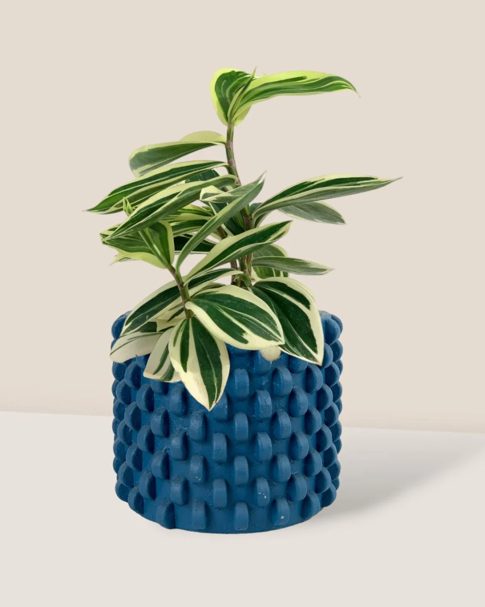 Costus Arabicus Variegata - Image 4