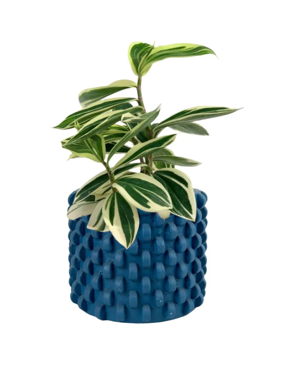 Costus Arabicus Variegata - Image 7