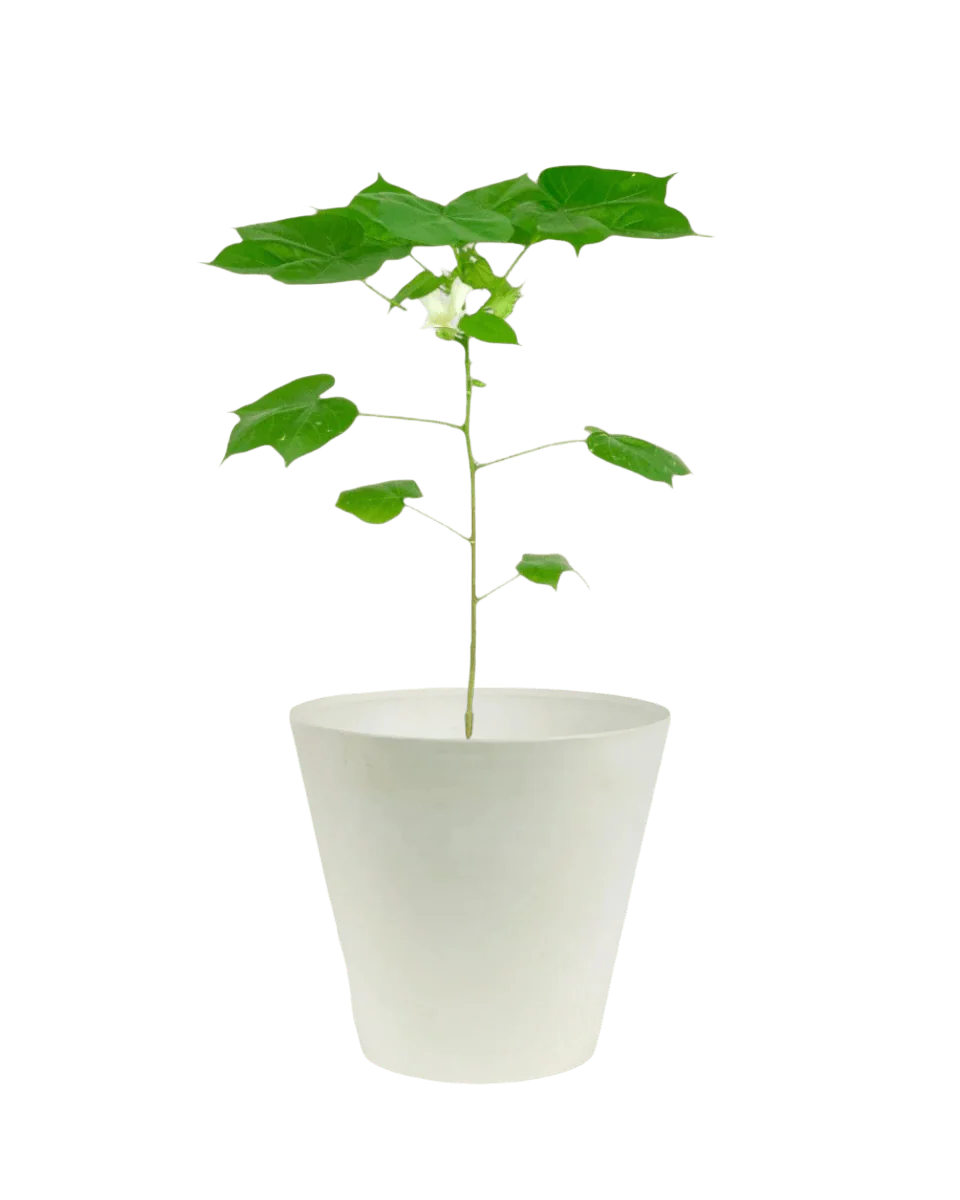 Cotton Plant - Large