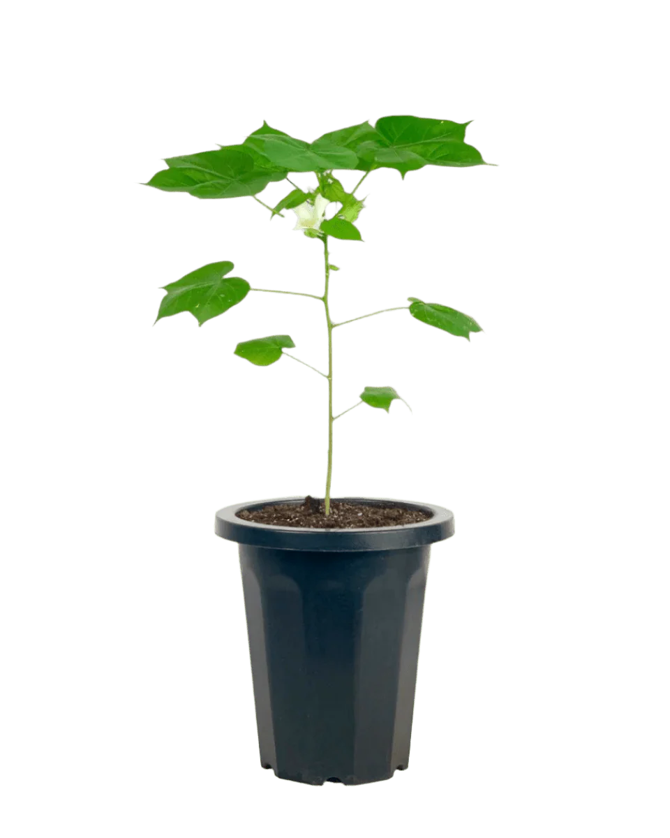 Cotton Plant - Large - Image 4