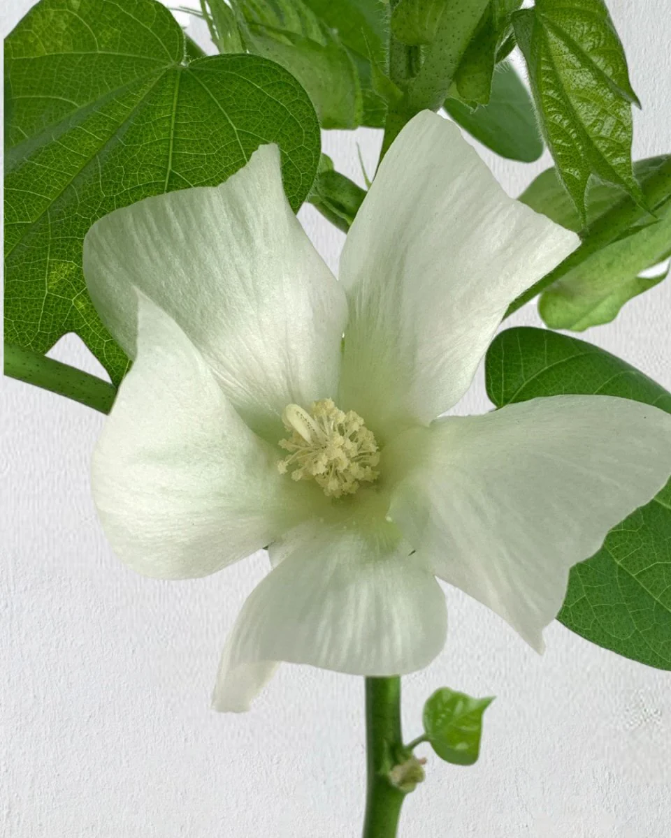 Cotton Plant - Large - Image 5