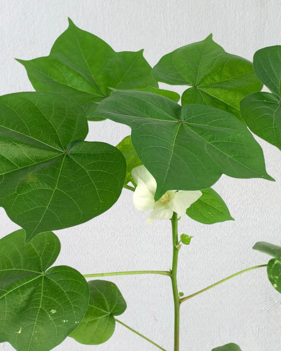 Cotton Plant - Large - Image 6