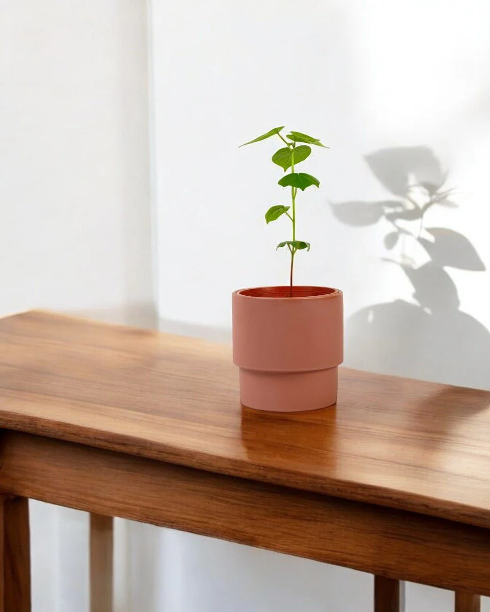 Cotton Plant - Small - Image 2