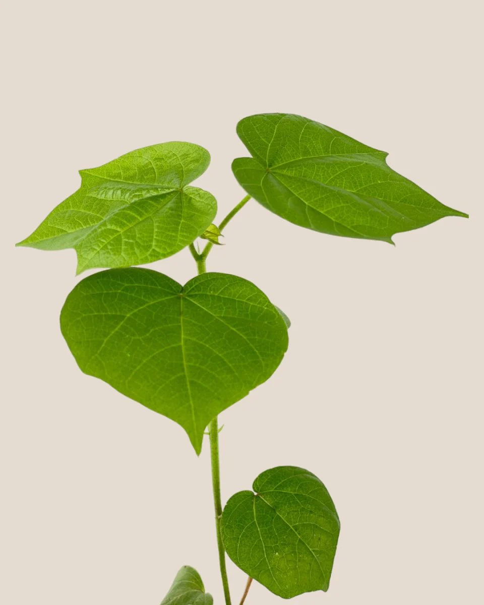 Cotton Plant - Small - Image 3