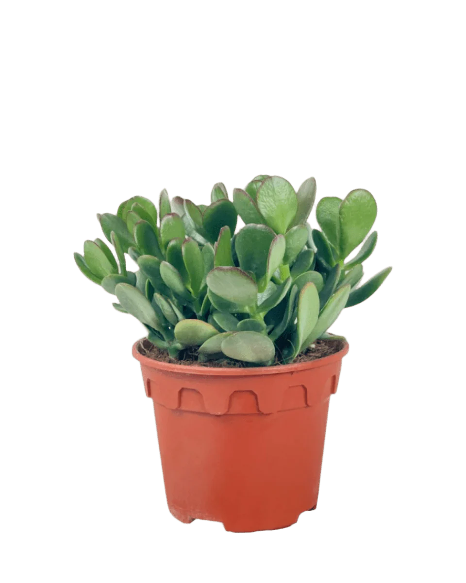 Crassula Ovata - Jade Plant - Image 12