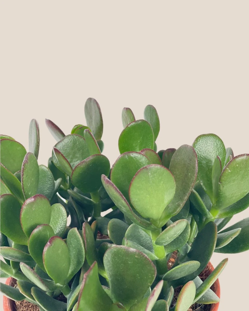 Crassula Ovata - Jade Plant - Image 7