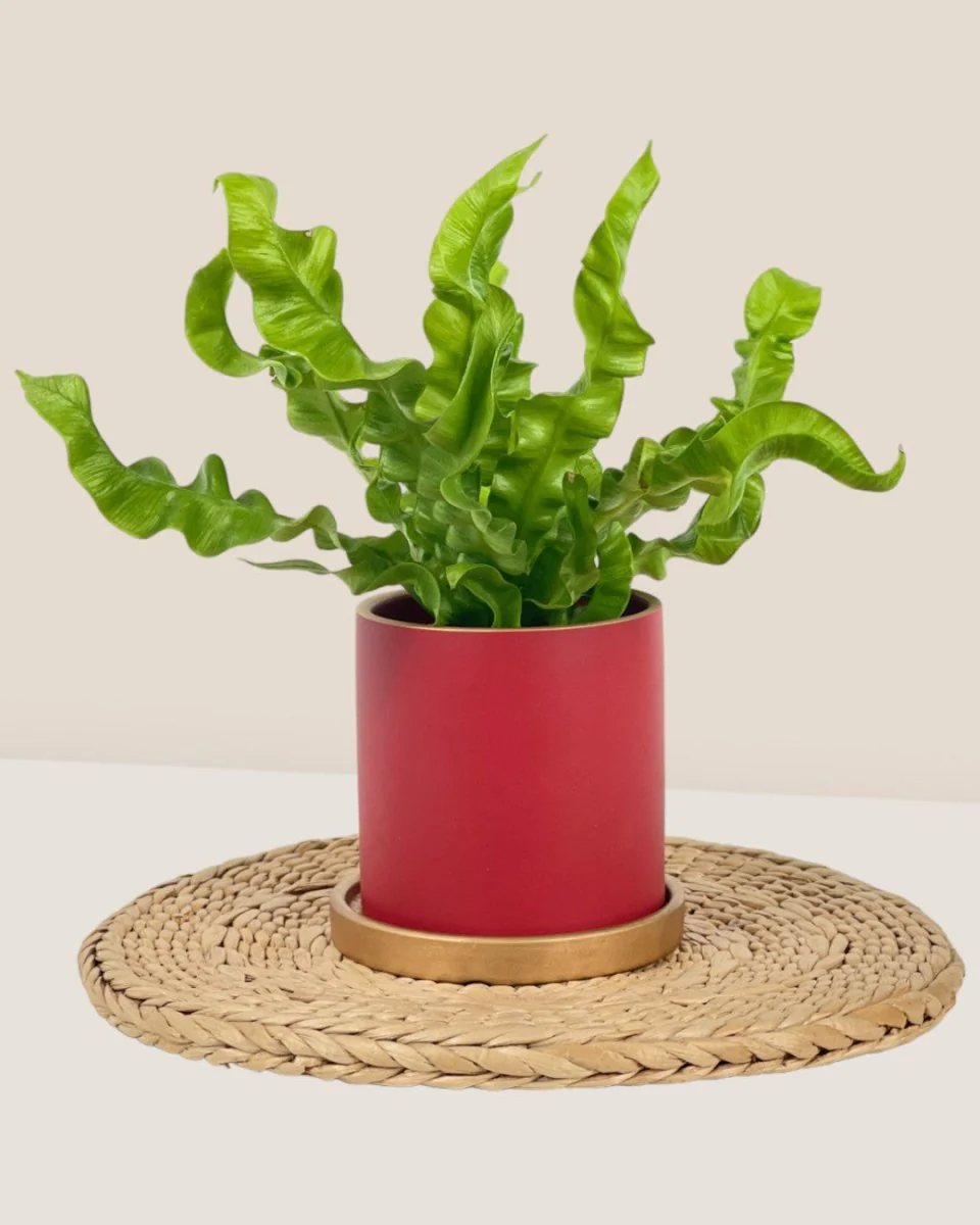 Cyra Planter - Image 2