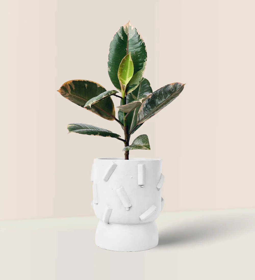 Dash Planter - Image 2