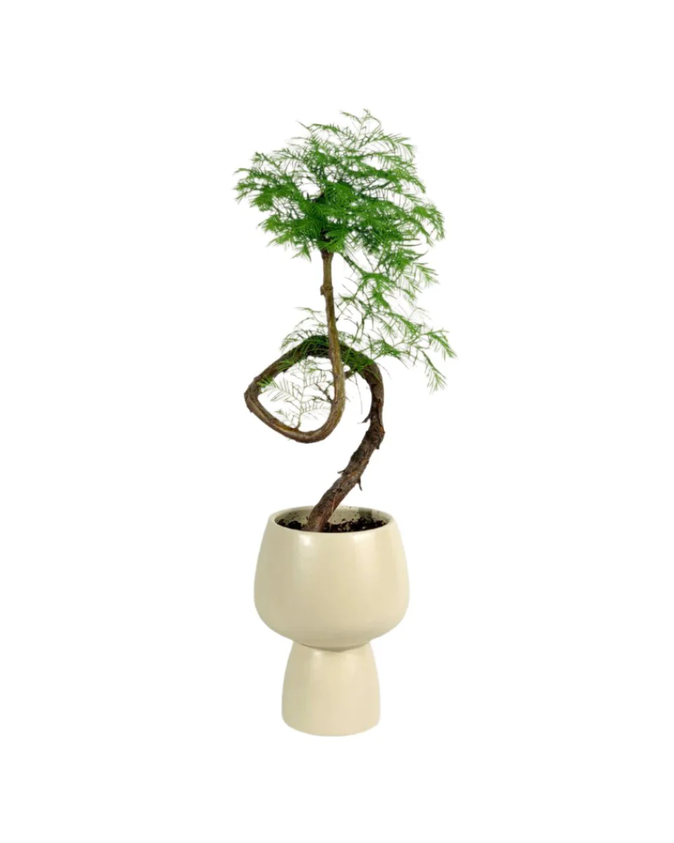 Dawn Redwood Bonsai - Metasequoia Glyptostroboides (Japan) - Image 10