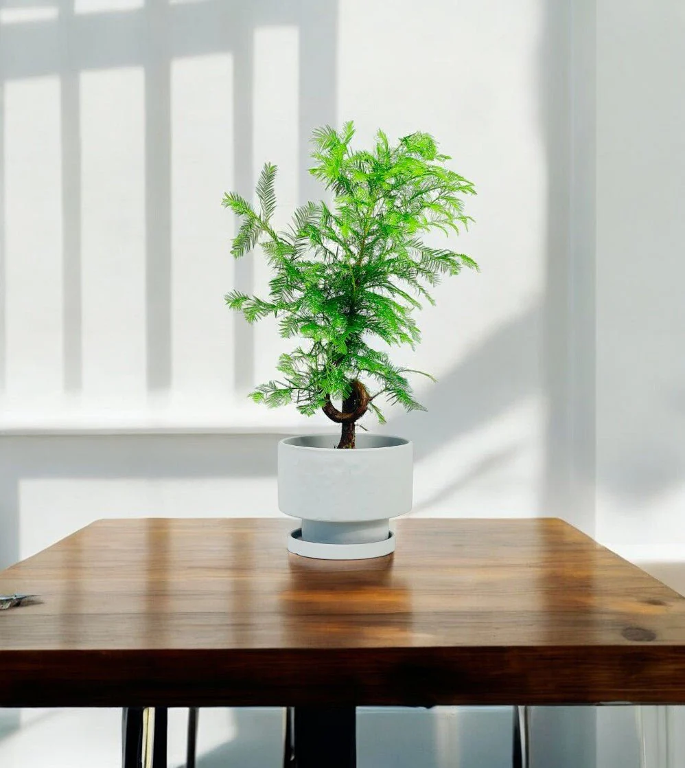 Dawn Redwood Bonsai - Metasequoia Glyptostroboides (Japan) - Image 2