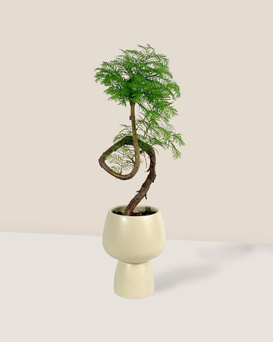 Dawn Redwood Bonsai - Metasequoia Glyptostroboides (Japan) - Image 5
