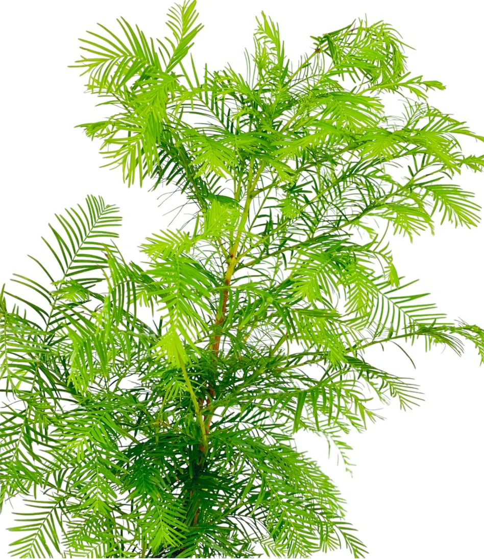 Dawn Redwood Bonsai - Metasequoia Glyptostroboides (Japan) - Image 6