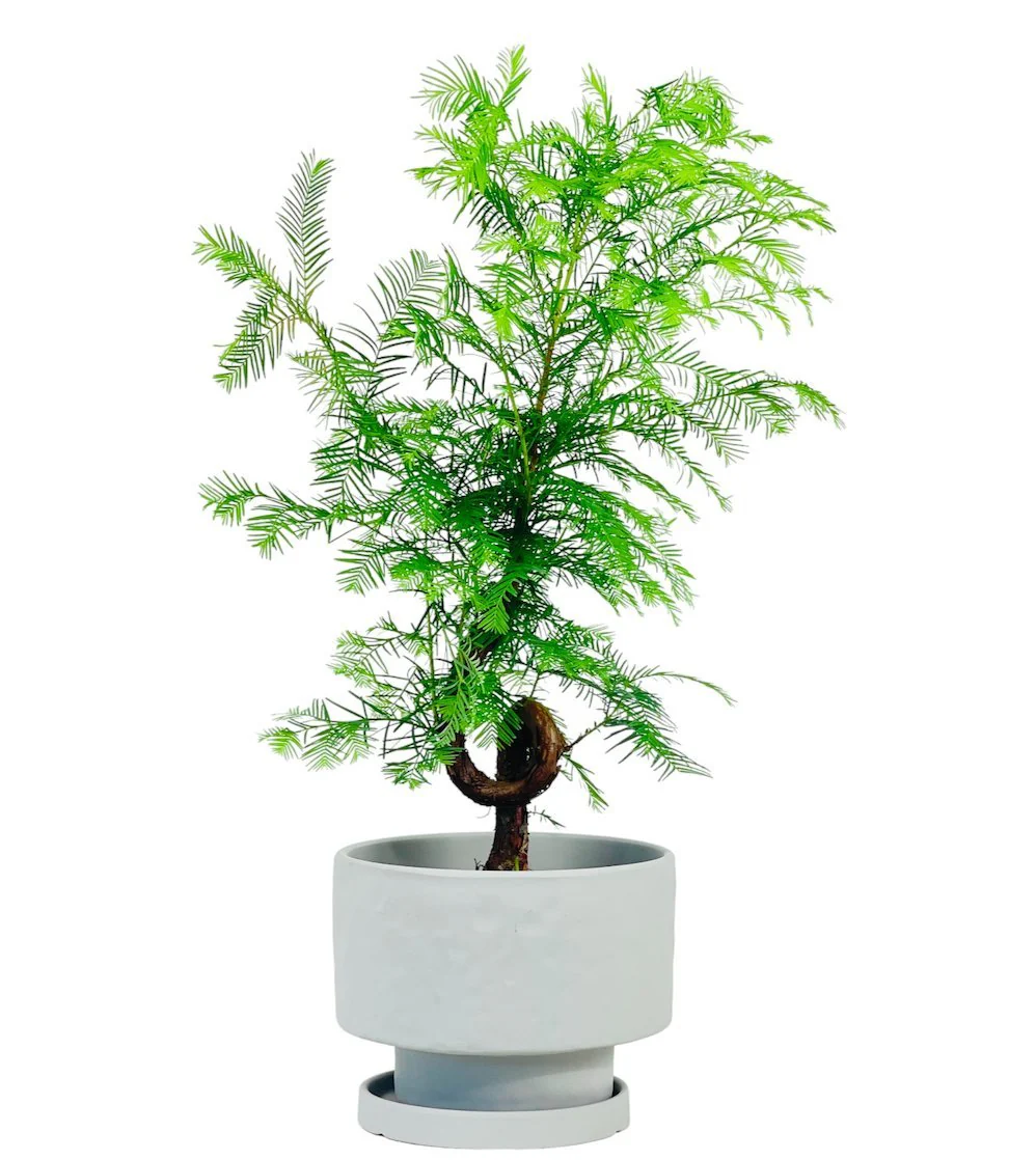 Dawn Redwood Bonsai - Metasequoia Glyptostroboides (Japan) - Image 7