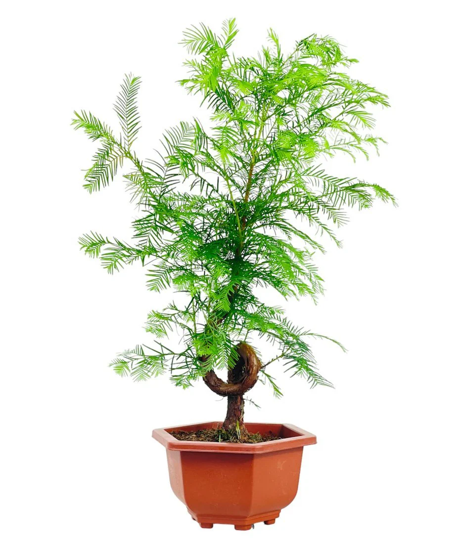 Dawn Redwood Bonsai - Metasequoia Glyptostroboides (Japan) - Image 8