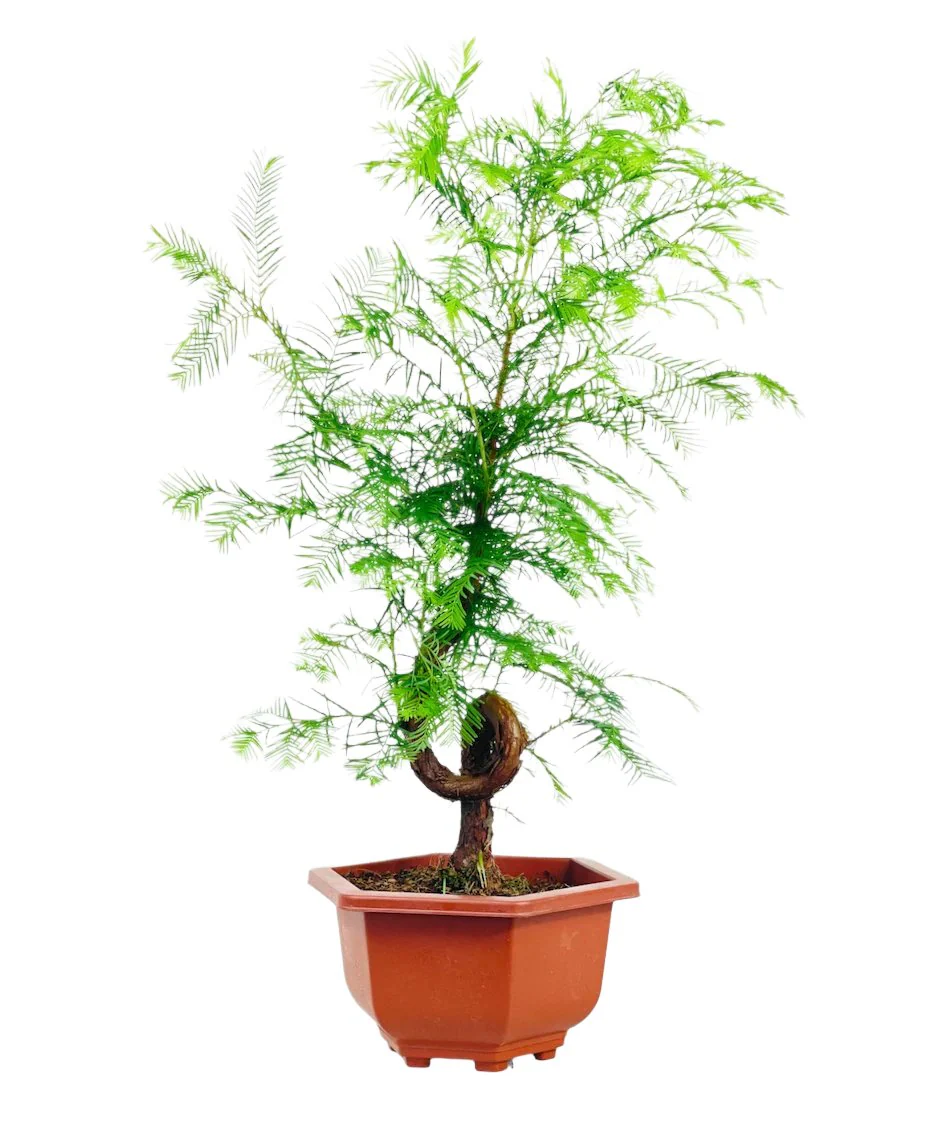 Dawn Redwood Bonsai - Metasequoia Glyptostroboides (Japan) - Image 9