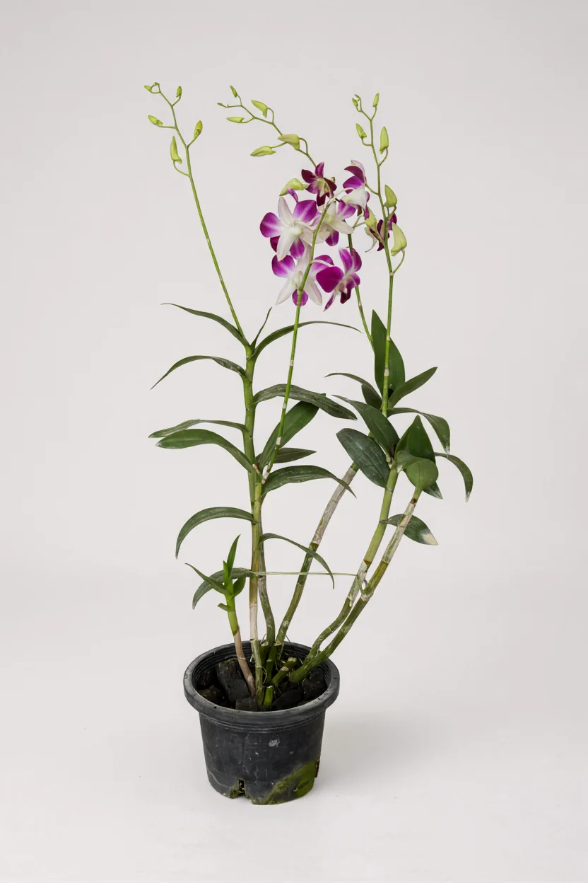 Dendrobium Orchid - Image 5
