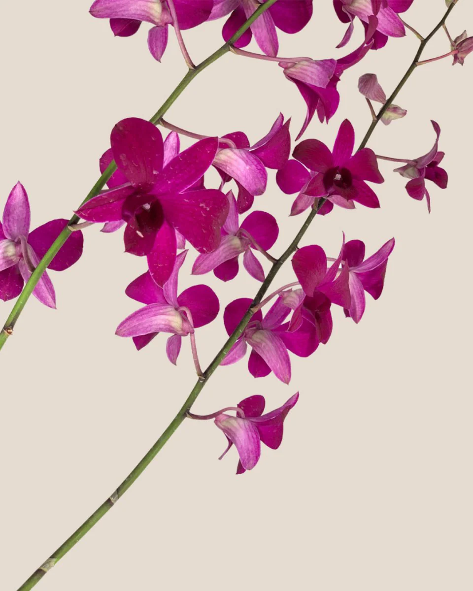 Dendrobium Orchid - Image 6