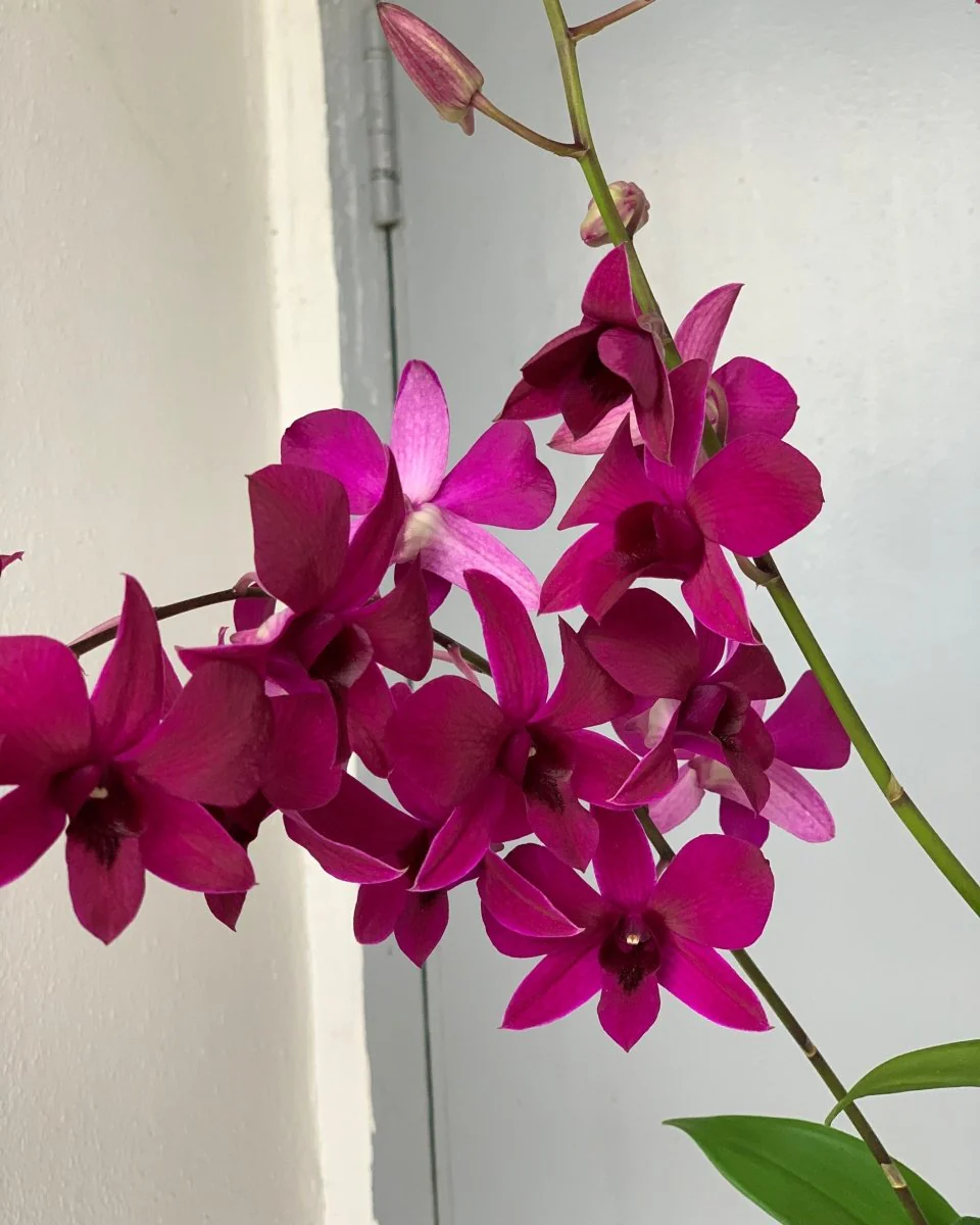 Dendrobium Orchid - Image 7