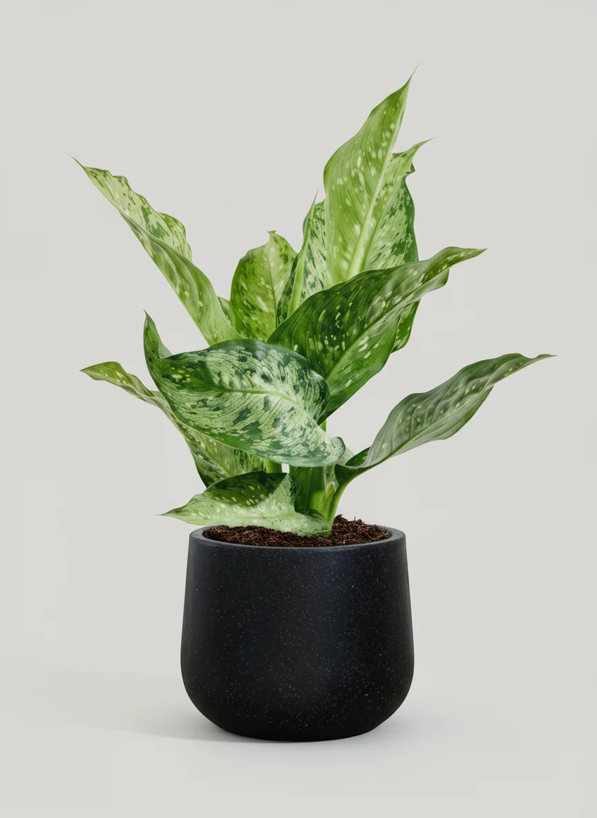 Dieffenbachia Americano - Image 4