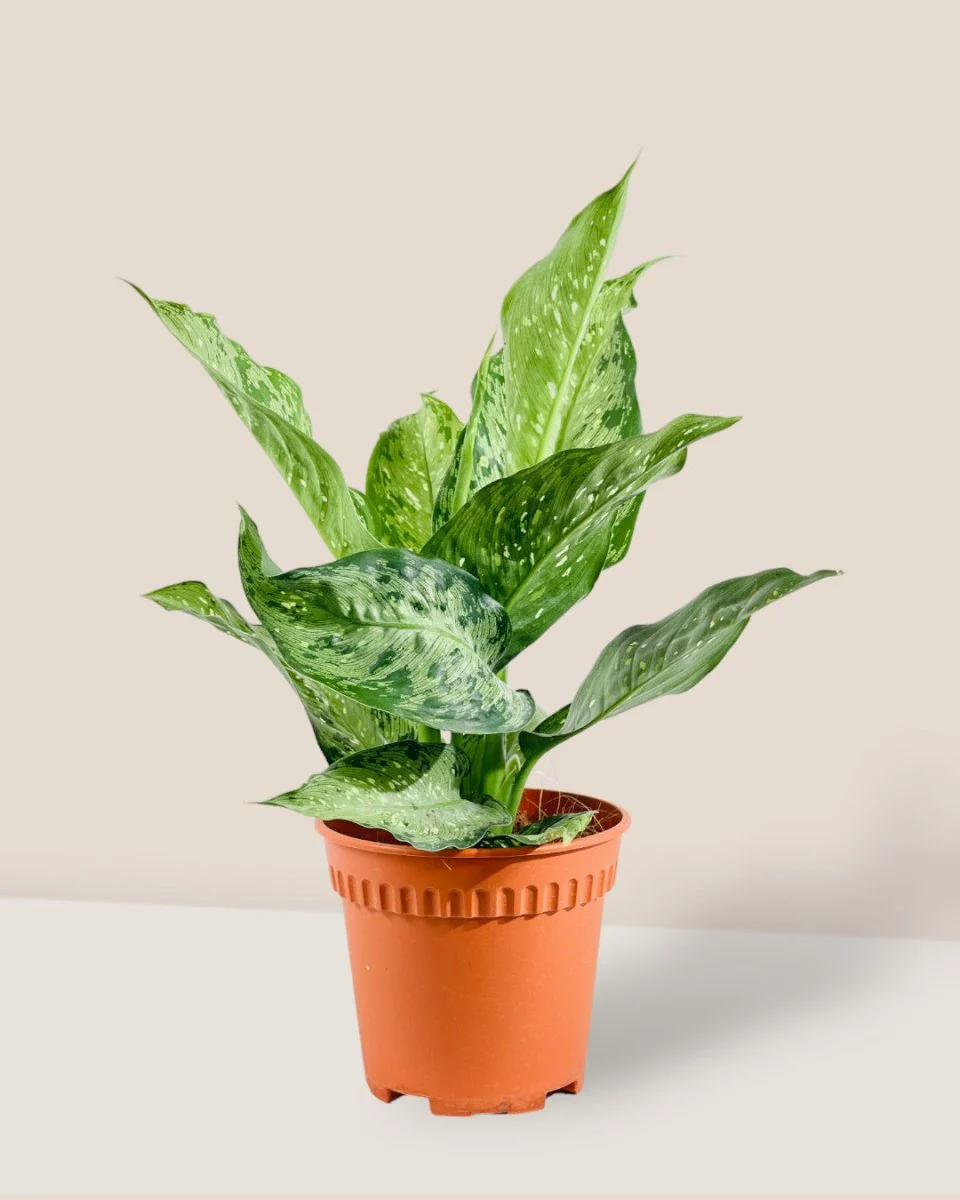Dieffenbachia Americano - Image 9