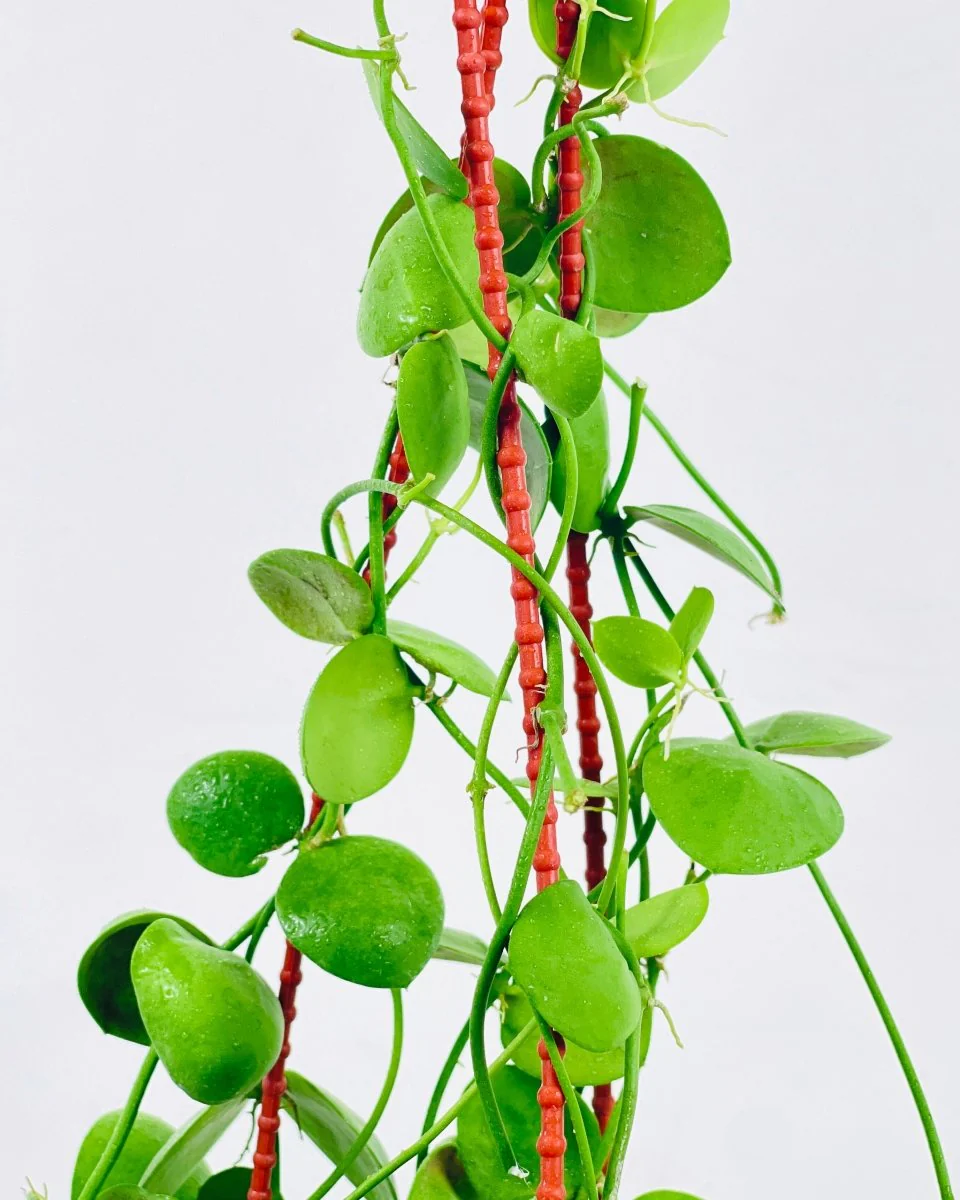 Dischidia Pectinoides - Pocket Money Plant - Image 8