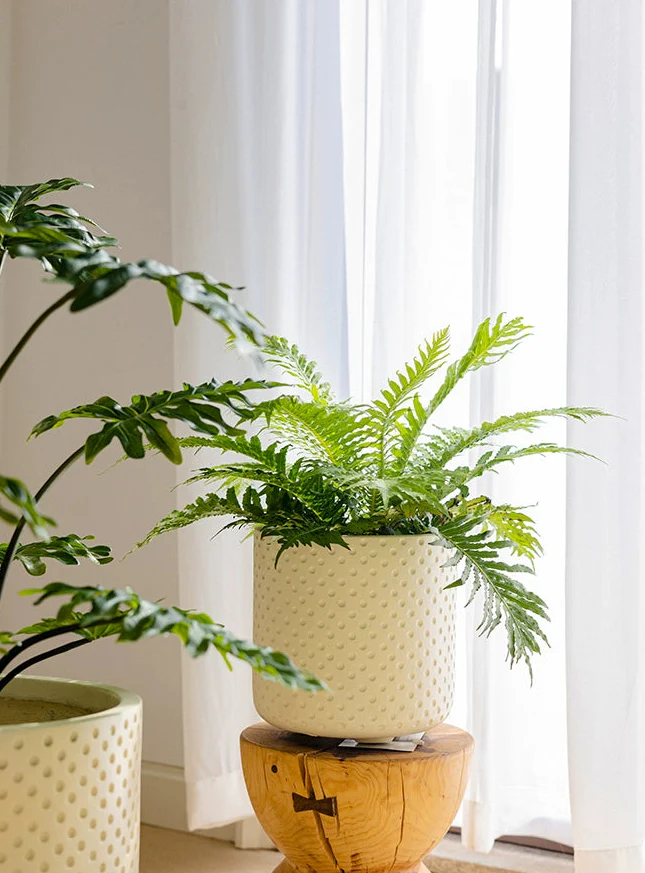 Tall Dotted Pot - Large - Image 2