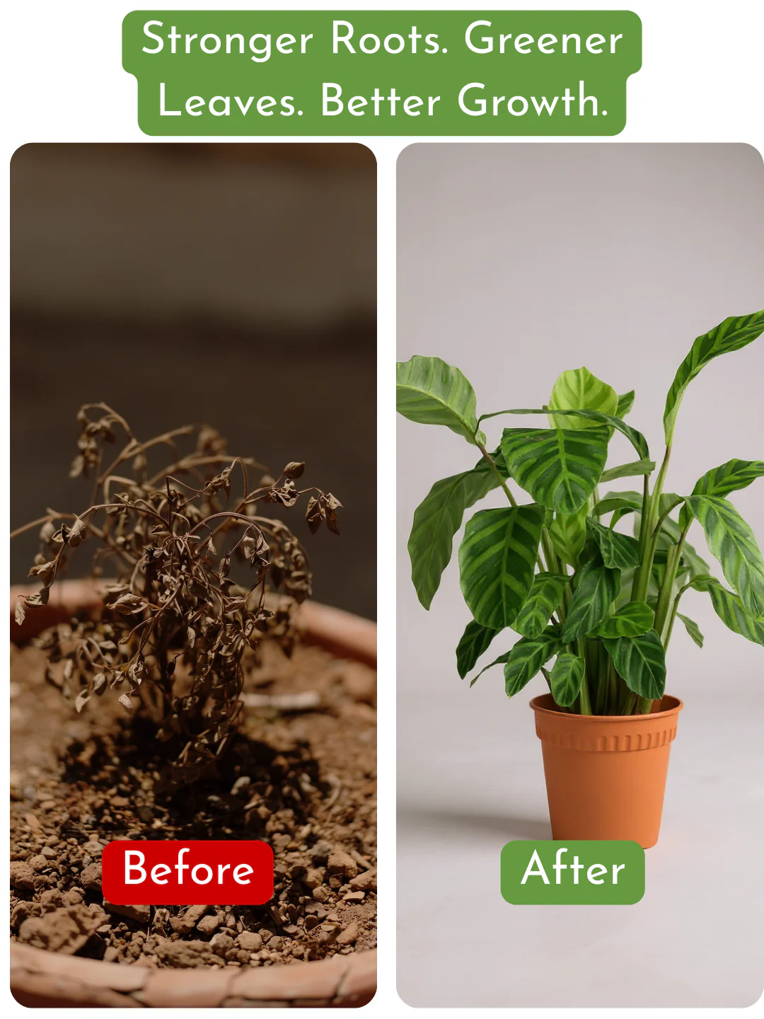 Down To Earth. All Purpose Plant Food (discontinued) - Image 4