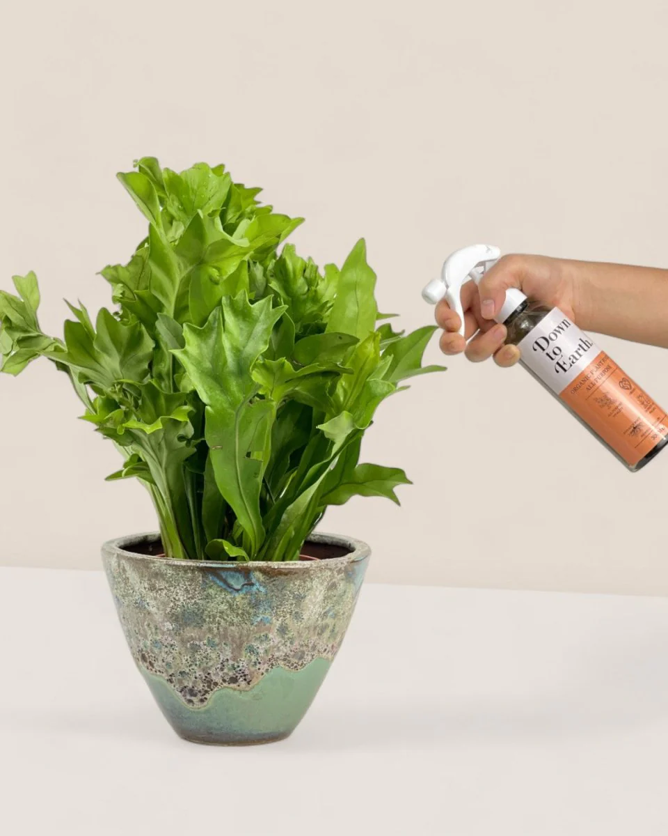 Down To Earth. All Purpose Plant Food (discontinued) - Image 7