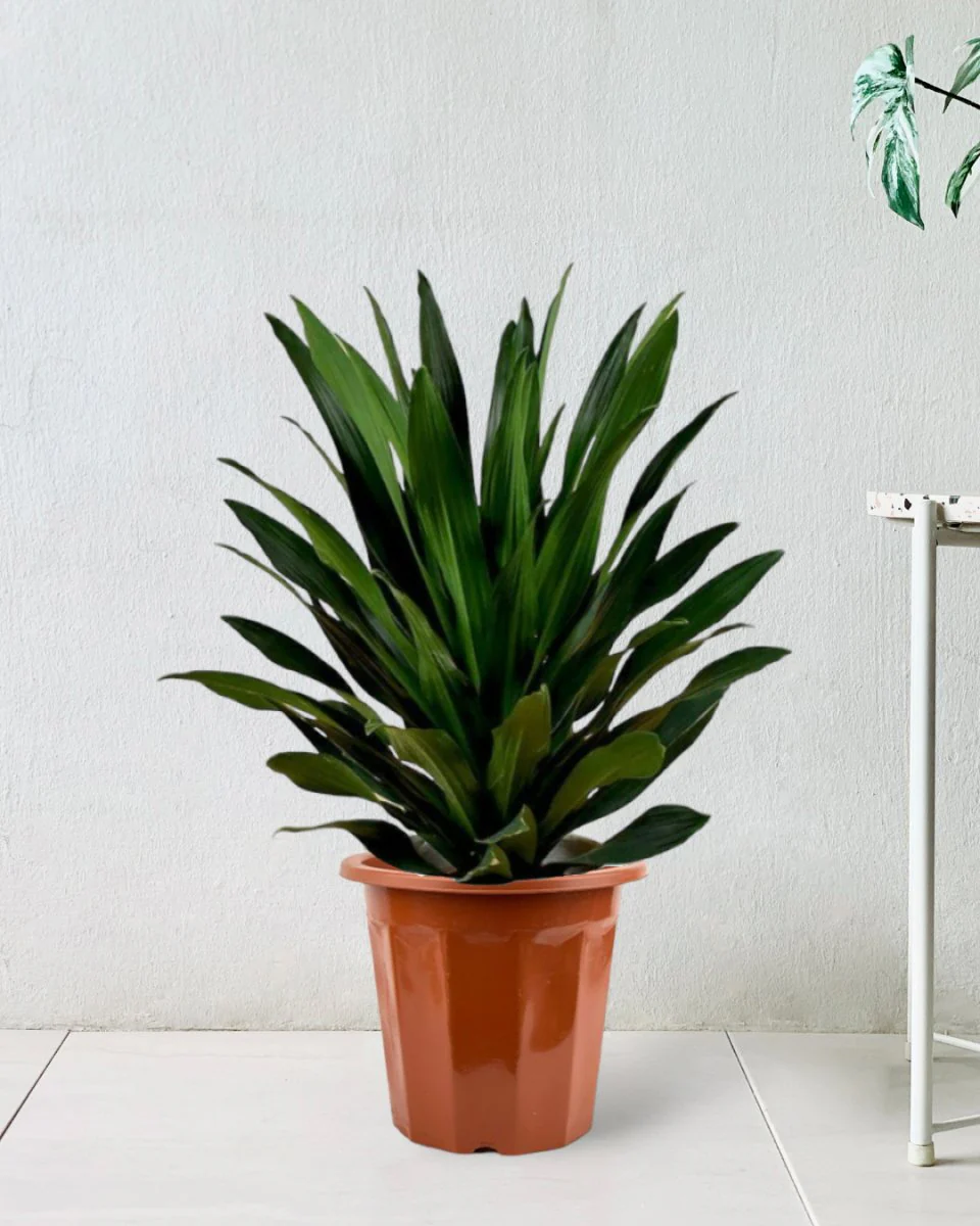 Dracaena Aubryana - Image 11