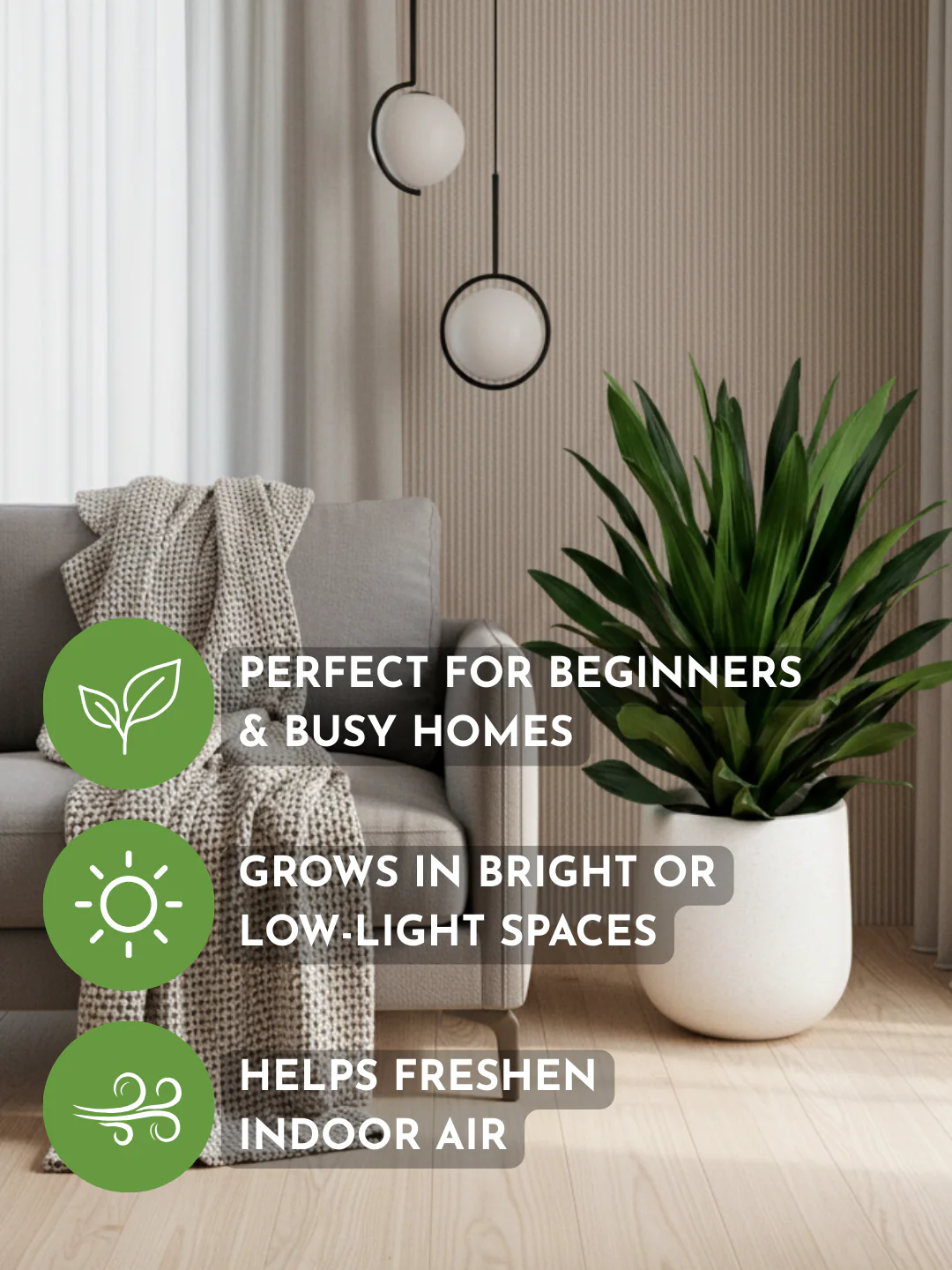 Dracaena Aubryana - Image 4