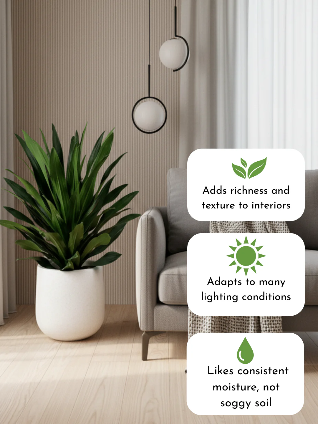 Dracaena Aubryana - Image 5