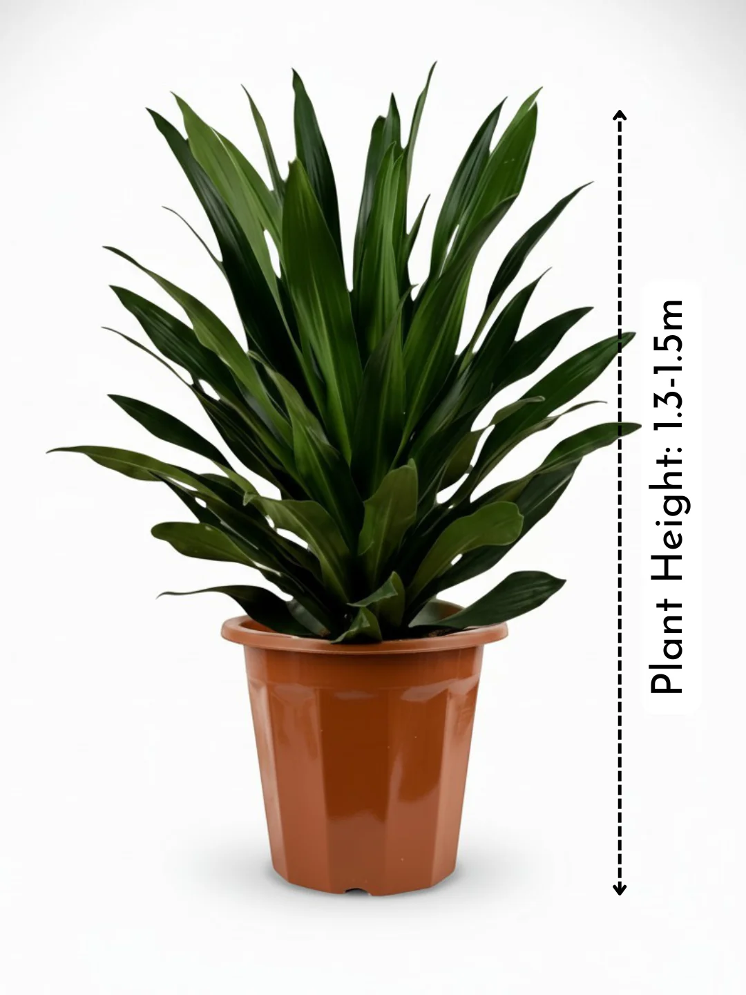 Dracaena Aubryana - Image 7