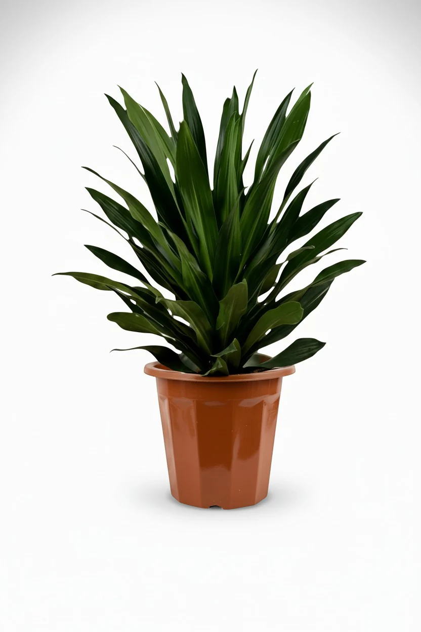 Dracaena Aubryana - Image 8