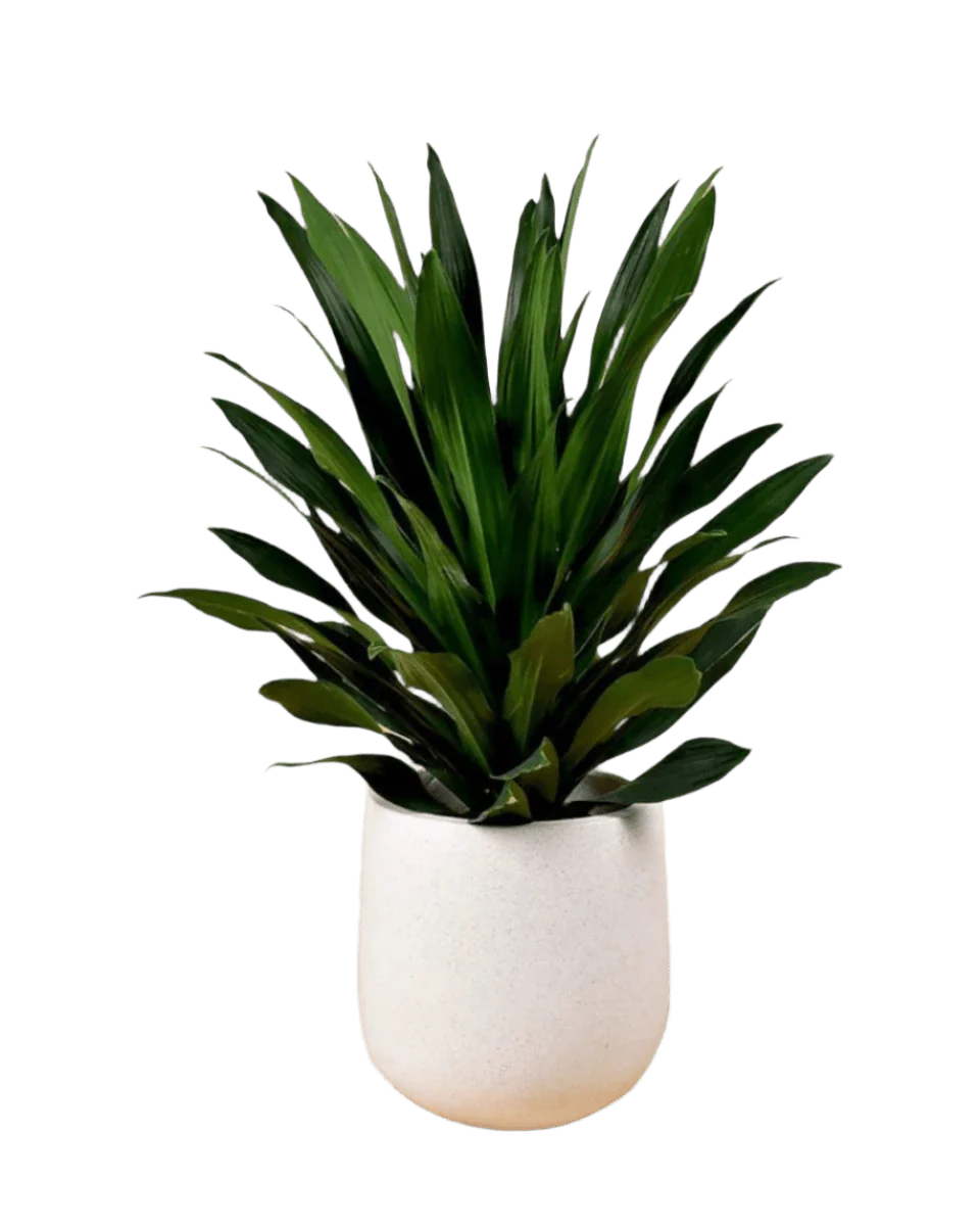 Dracaena Aubryana - Image 9