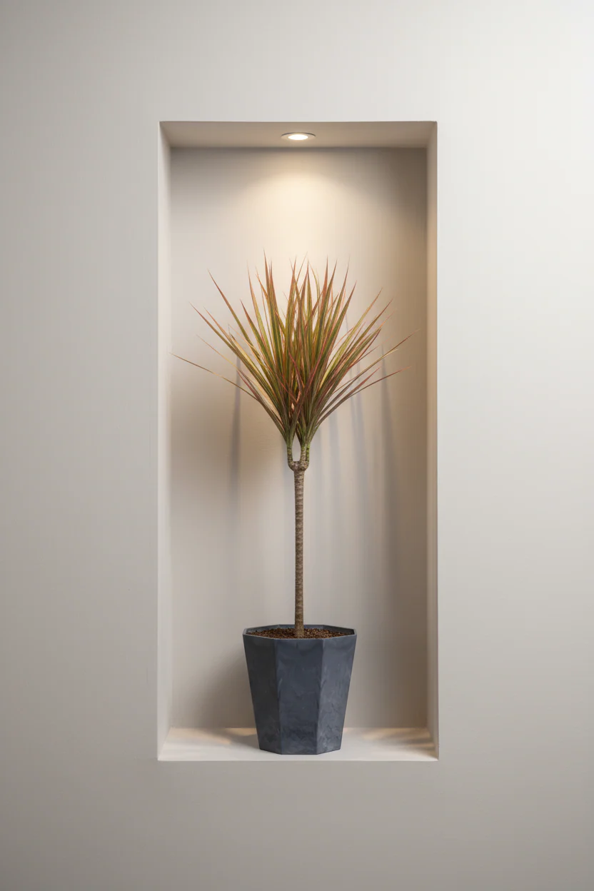 Dracaena Bicolour - Image 2