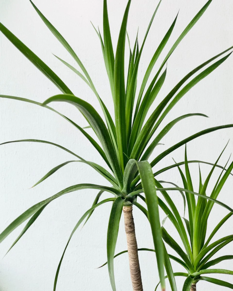 Dracaena Draco (single stem/head) - Image 4