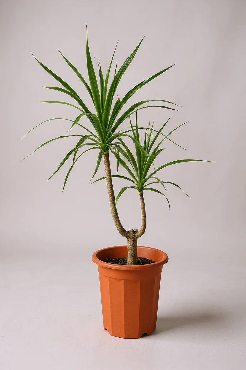 Dracaena Draco (single stem/head) - Image 5