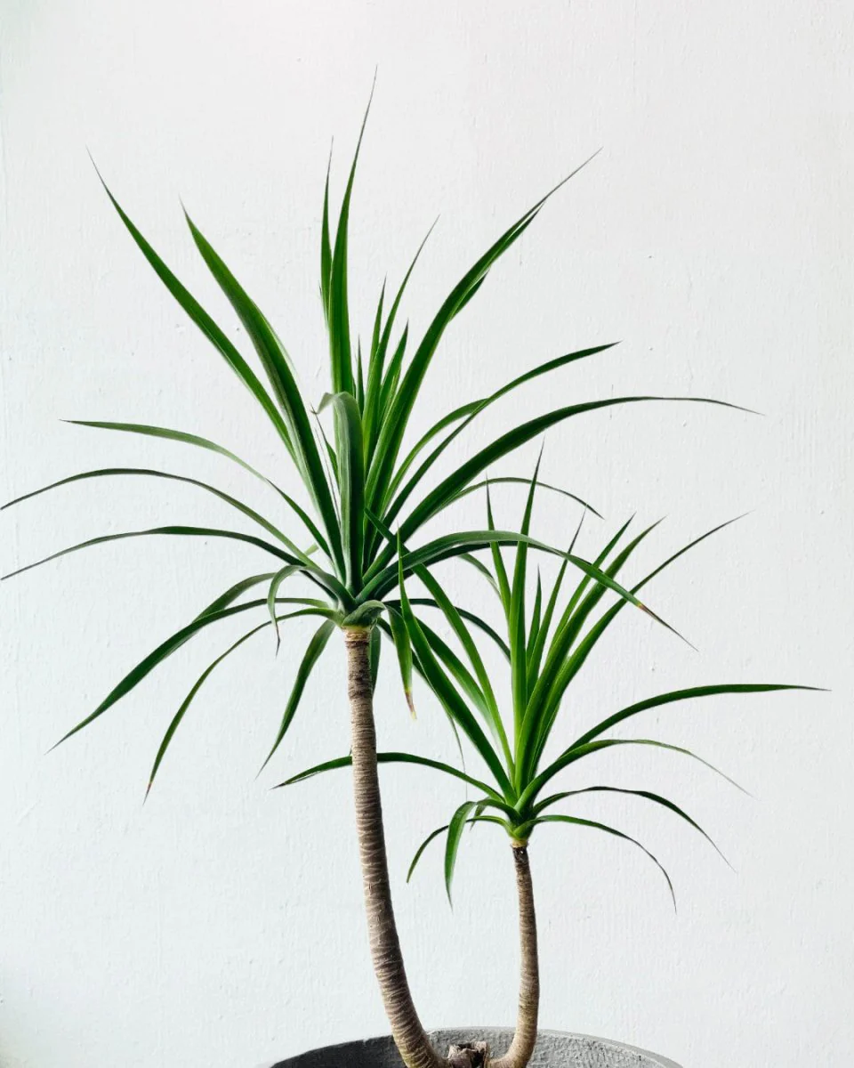 Dracaena Draco (single stem/head) - Image 6