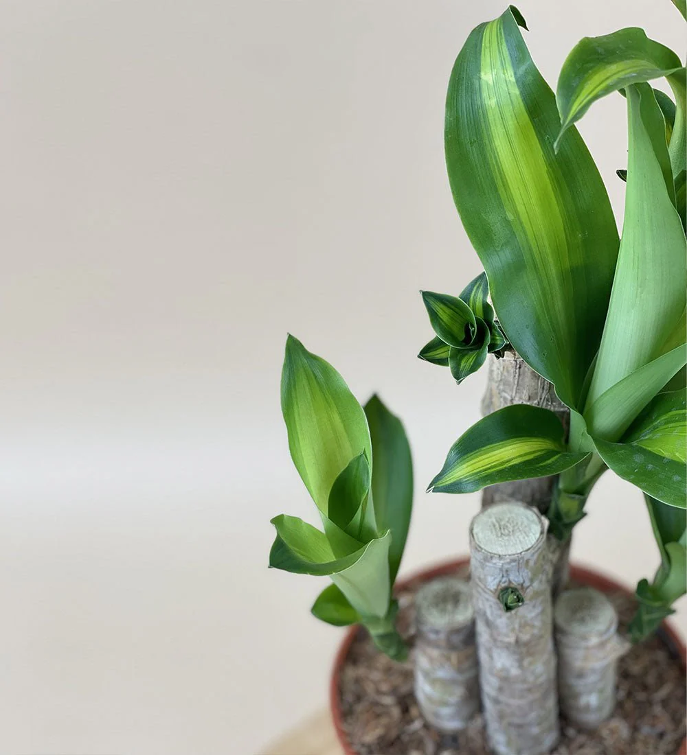 Dracaena Fragrans (Iron Tree) Baby - Image 9