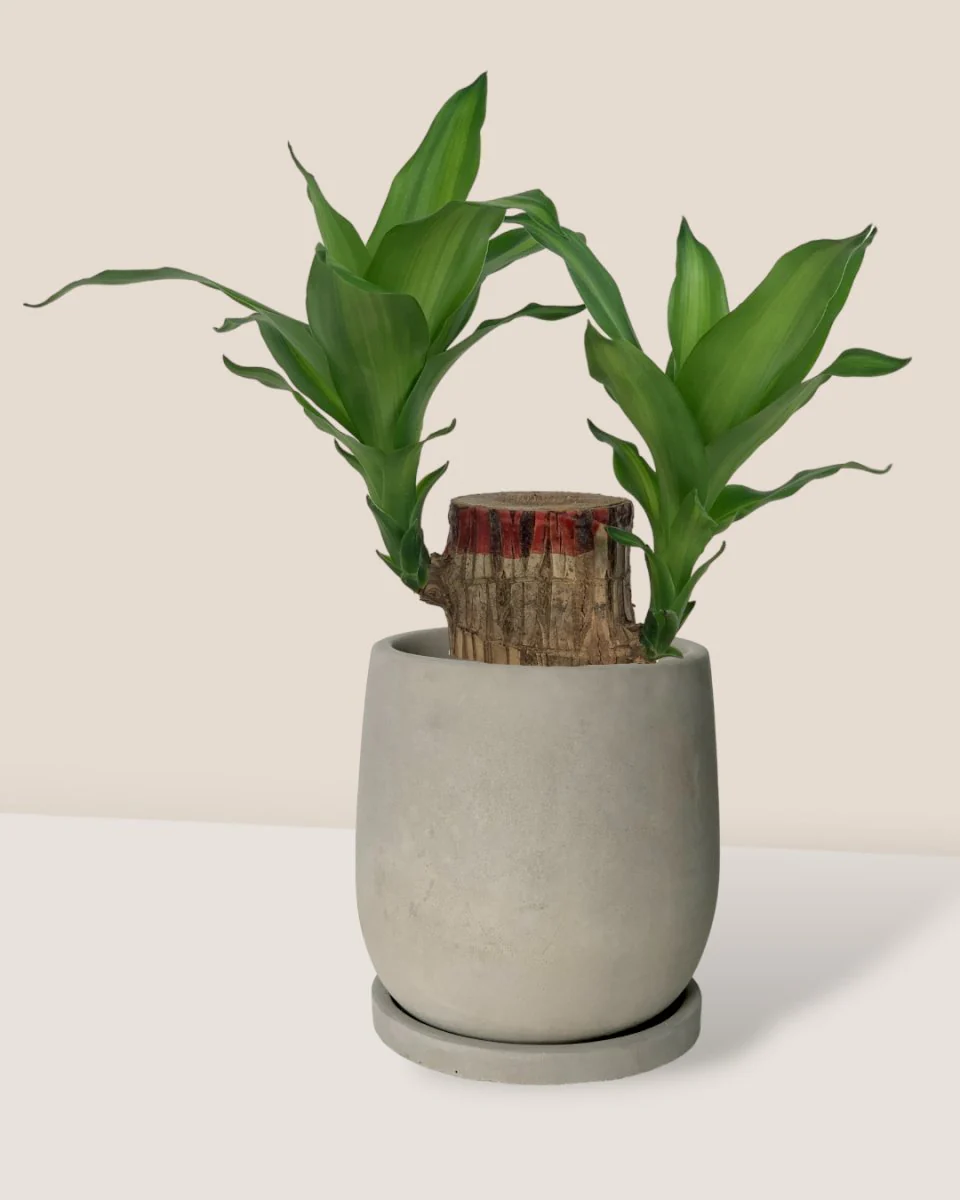 Dracaena Fragrans Iron Tree Single Stem (35cm) - Image 8