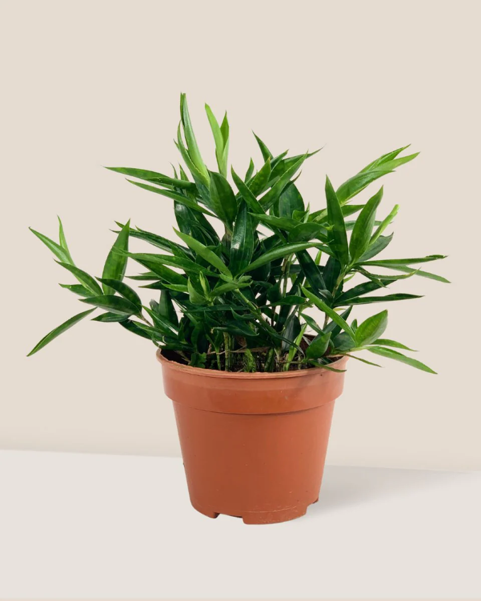 Dracaena Surculosa - Japanese Bamboo - Image 11