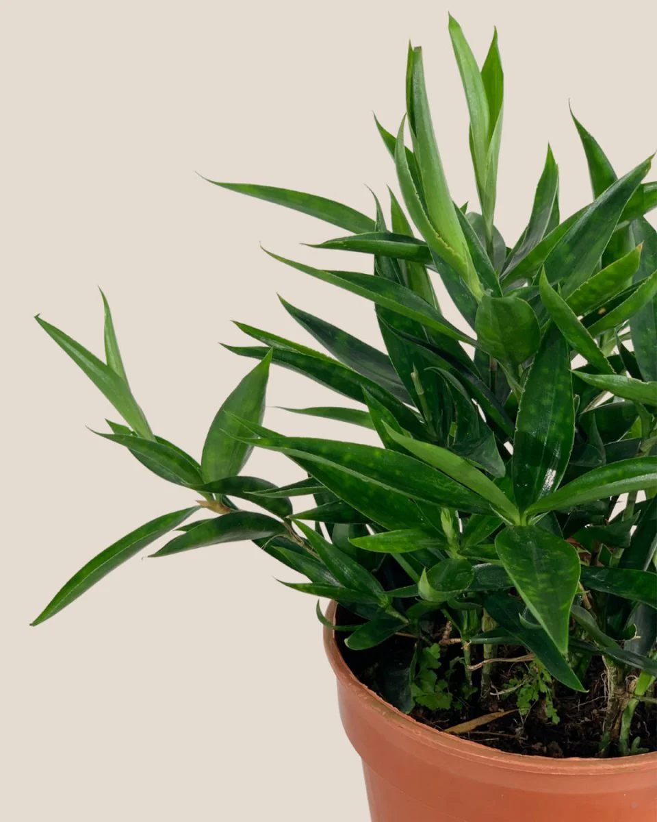 Dracaena Surculosa - Japanese Bamboo - Image 12