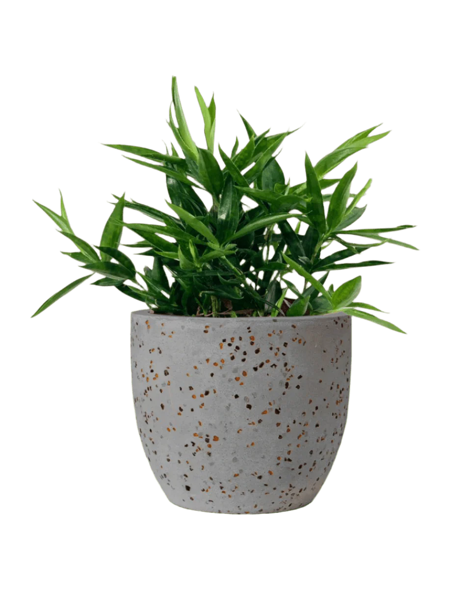 Dracaena Surculosa - Japanese Bamboo - Image 13