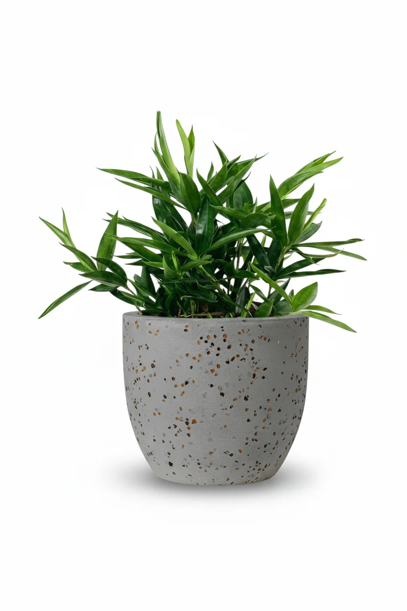 Dracaena Surculosa - Japanese Bamboo - Image 6