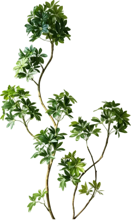 Dwarf Umbrella Tree (Life-like Artificial) - Image 10