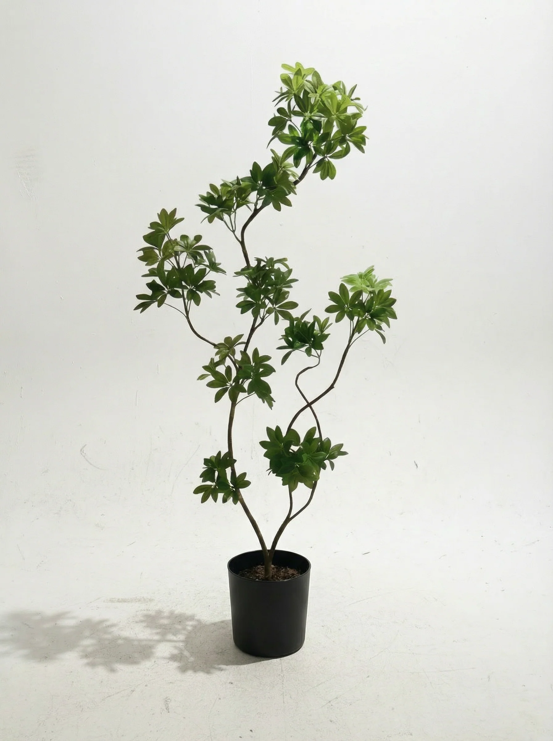 Dwarf Umbrella Tree (Life-like Artificial) - Image 12