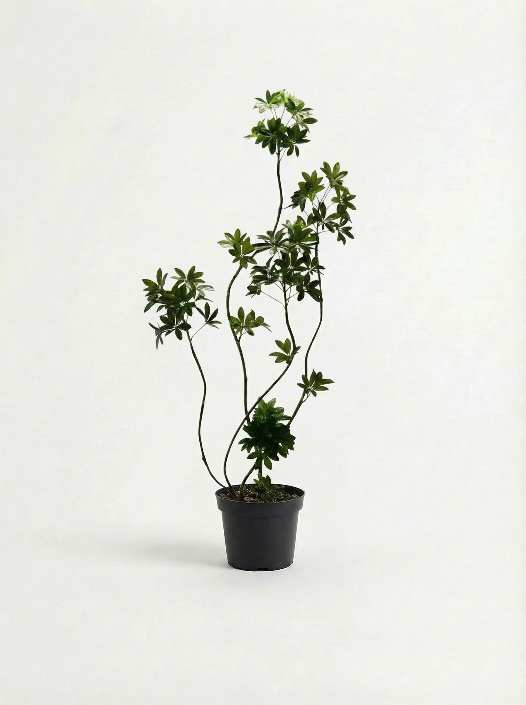 Dwarf Umbrella Tree (Life-like Artificial) - Image 13