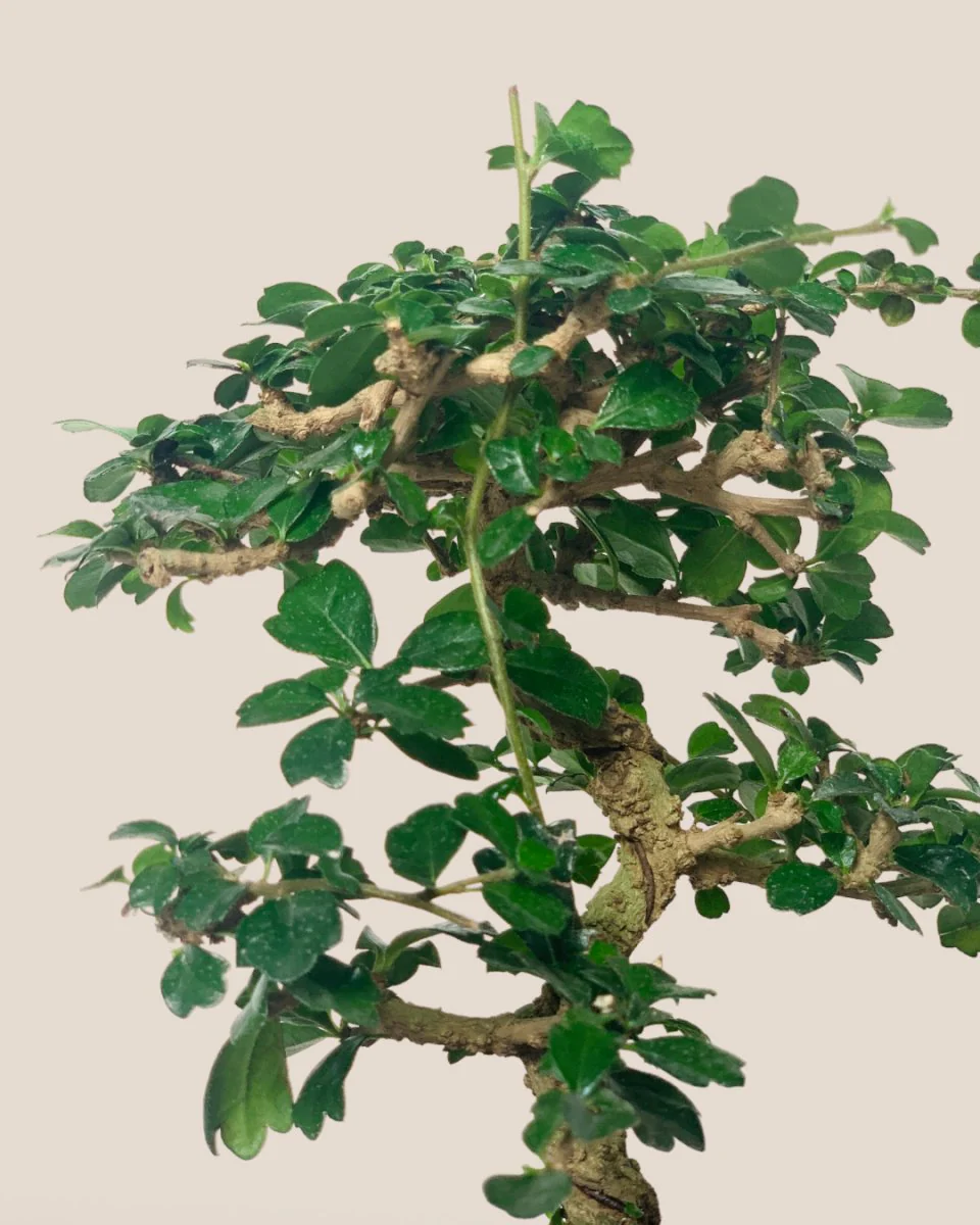 Ehretia Bonsai - Image 6