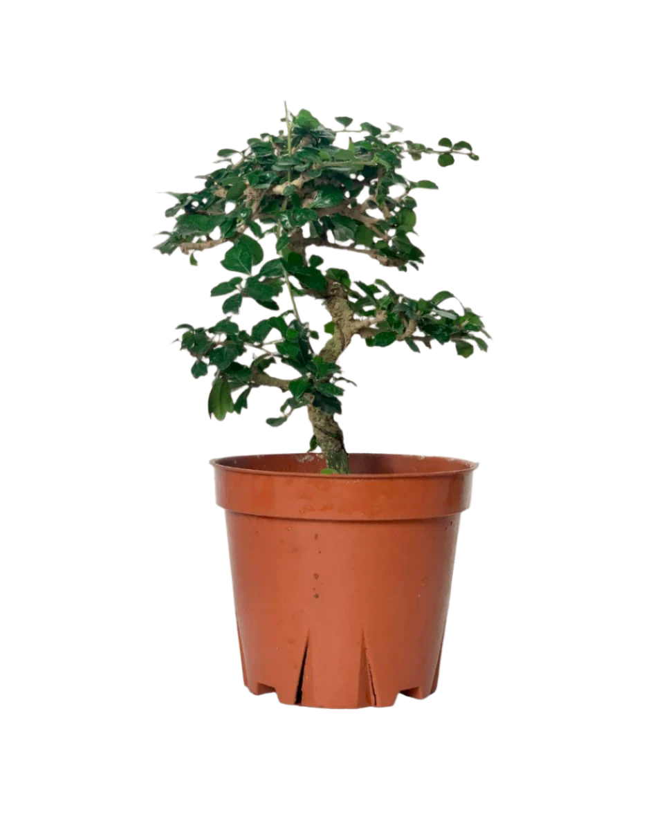 Ehretia Bonsai - Image 9